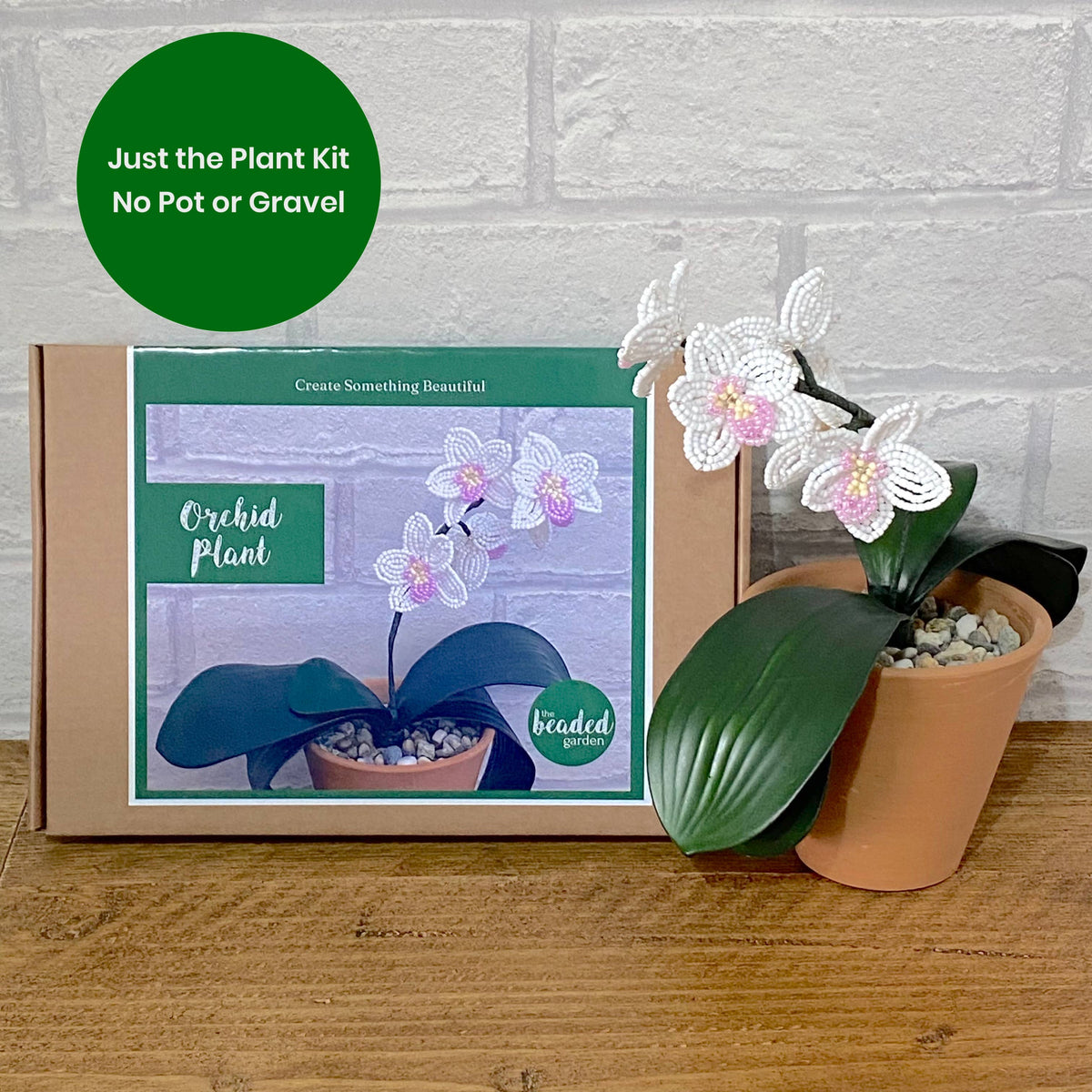 Orchid Plant Craft Kit for Adults. Creative Gift.  : Just the Plant Kit