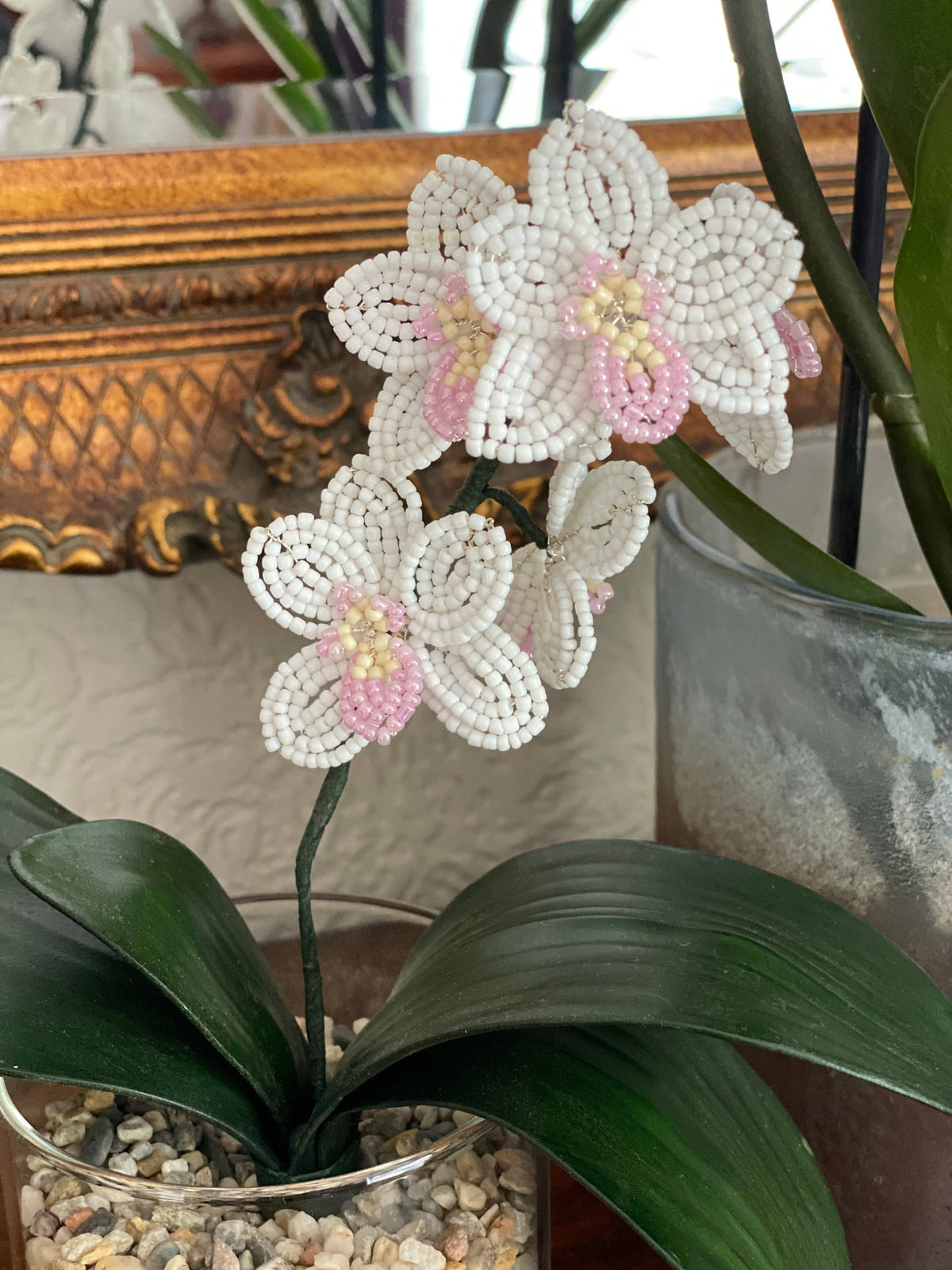 Orchid Plant Craft Kit for Adults. Creative Gift.  : Just the Plant Kit